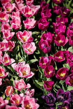 Spring floral background. The symbol of the Netherlands. tulips in the garden. Magical spring landscape with a flower. Amazing tulip field in Holland. tulips in spring.