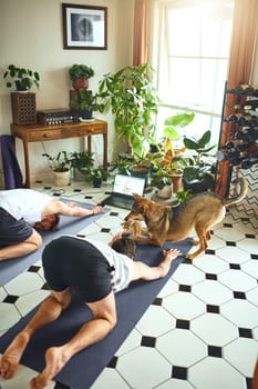Yoga Yeah dog, Im down with that. an adorable dog trying to play with two men doing an online yoga class at home