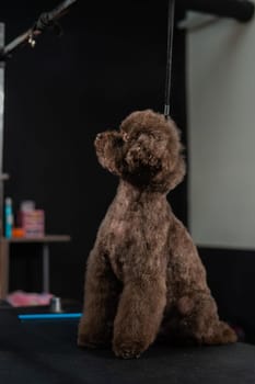 Woman combing a small dog with scissors in a grooming salon