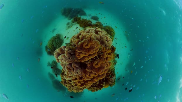 Tropical fishes and coral reef underwater. Hard and soft corals, underwater landscape. Philippines.