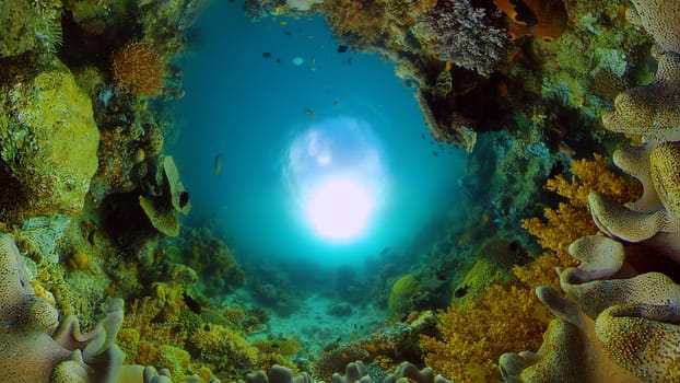 Coral reef and tropical fishes. The underwater world of the Philippines.