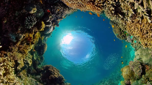 Tropical Fishes on Coral Reef, underwater scene. Philippines.