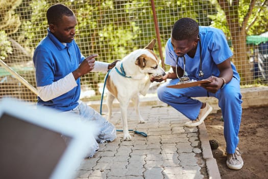 Animal, shelter and care for dog at vet of veterinary men helping pet in checkup holding clipboard for examination. Healthcare, teamwork and veterinarian medical workers examining at a dog shelter.