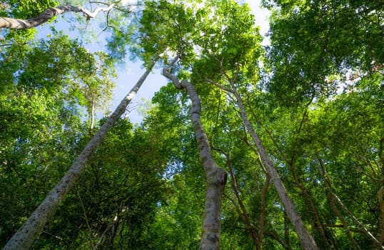 Bottom view of tree trunk to green leaves of tree in tropical forest with sunlight. Fresh environment in park. Forest tree on sunny day. Plant trees for sale carbon credit. Natural carbon capture.