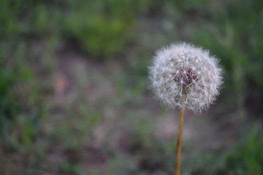 Seeding White Dandelion in Grassy Oklahoma Meadow in the Summer . High quality photo