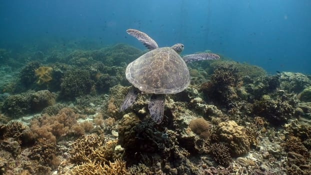 Sea turtle swimming underwater over corals. Sea turtle moves its flippers in the ocean under water. Wonderful and beautiful underwater world. Diving and snorkeling in the tropical sea. Philippines.