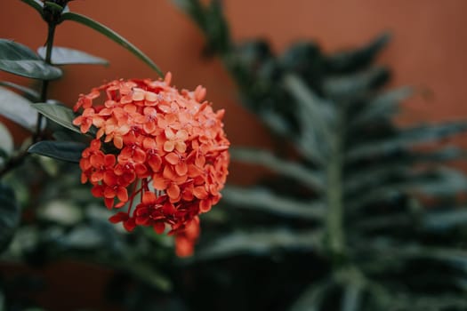 This image captures a stunning, vibrant red flower with lush green leaves on a dark background, showcasing its breathtaking beauty.