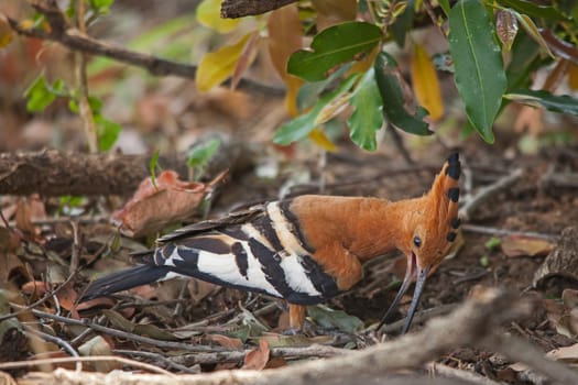 A single African Hoopoe (Upupa africana) foraging on a riverbank in the Kruger National Park. South Africa