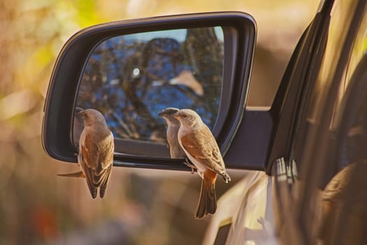 Southern Grey-headed Sparrow (Passer diffusus) intimidating the new arrivals in the mirror. Roayl Natal National Park in Kwa-Zulu Natal. South Africa