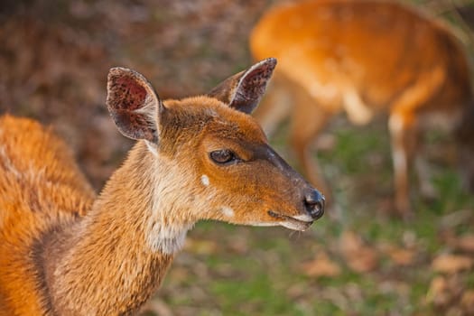 Close-up image of a young female Bushbuck (Tragelaphus scriptus) in the Royal Natal National Park, Kwa-Zulu Natal Privince South Africa