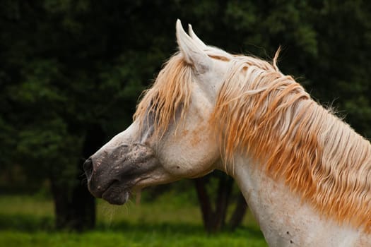 A Straight Egyptian Arabian horse of the Al-Miqdad Arabians Stud at Silver Mist near Haenertsburg South Africa