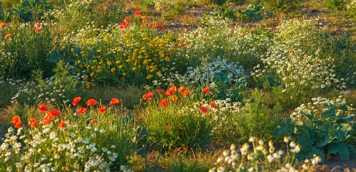 Flowers, nature and field in countryside, landscape and outdoor sustainability. Plants, grass and natural land in spring with vegetation, poppy or sunflowers, daisies and environment in Denmark