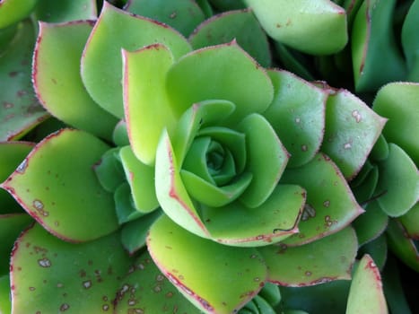 Close-up of a Cactus and Succulent Echeveria: A plant from the Crassulaceae family that resembles a rose with its fleshy leaves.