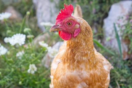 Happy hen in the organic chicken farm. Eco organic chicken farm. Local farm or agriculture. A close up look of healthy Chicken or hen.