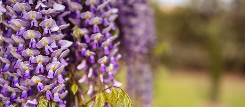 Blooming Wisteria Sinensis with classic purple flowers in full bloom in hanging racemes against a green background. Garden with wisteria in spring