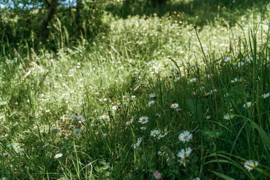 field of spring daisy flowers, natural background.