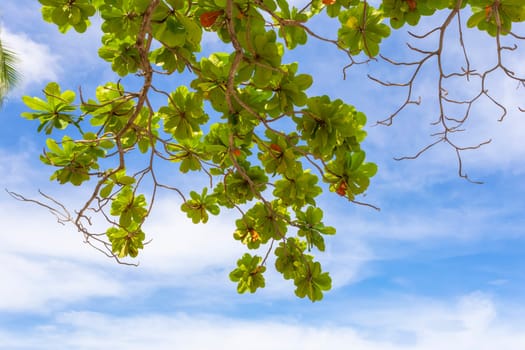 powerful strong branches of a Malabar tree hanging on the blue background of the sky above.