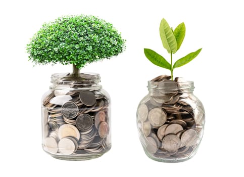 Tree plumule leaf on save money coins, Business finance saving banking investment concept.