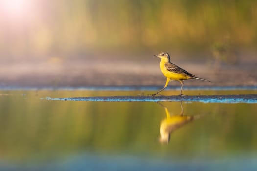 beautiful yellow bird walks in shallow water, wild nature