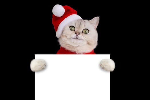 Funny smile cat wearing a red christmas hat holds a white blank banner mock up, isolated on black background. Close up. Copy space