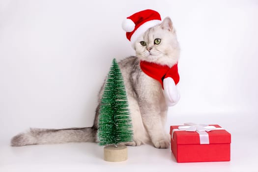 Adorable white cat, wearing a red Santa Claus hat and a red scarf, sitting on a white background, looking away, there is a small green Christmas tree and red gift box nearby. Close up. Copy space