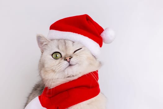 Cute white cat sitting in a red Santa hat, winking, isolated on a white background, looking at the camera. To close. Copy space
