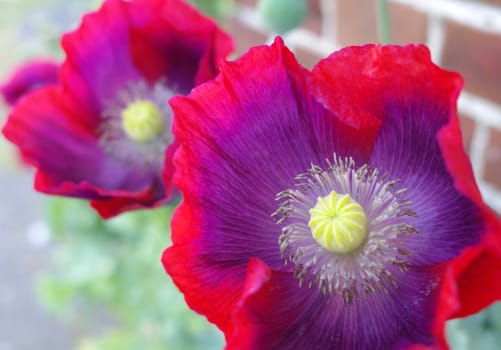 A very special poppy variety, purple-red papaver somniferum with a yellow heart.