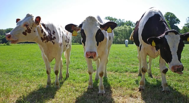 Three curious black and white young cows. The breed is Holstein Friesian