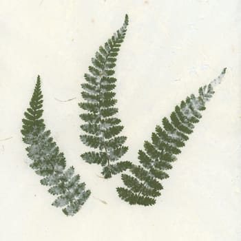 Handmade paper, in which fern leaves are processed