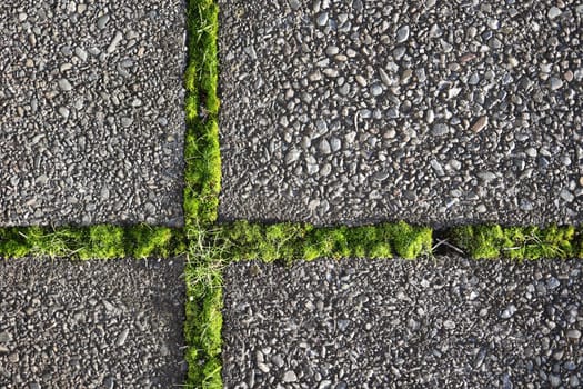 Square paving slabs overgrown with green grass. Background for urban design.