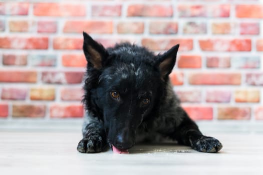 Mudi shepherd in front of a brick and white background