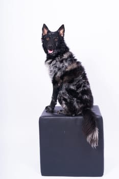 Mudi shepherd in front of a brick and white background