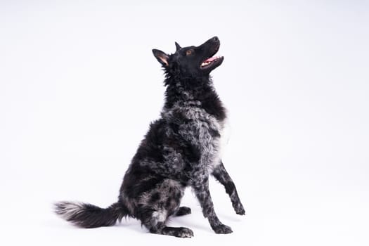 Mudi shepherd in front of a brick and white background