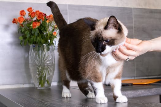 A cat on the table and a bouquet of flowers close up