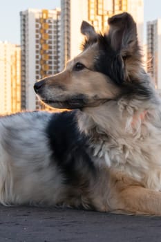 Fluffy dog sitting against the backdrop of modern tall buildings