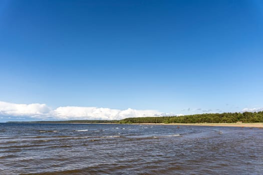 Panorama view of the sea bay and pine forest and blue sky and stones on the sandy shore. Beautiful landscape. Gulf of Finland. Baltic