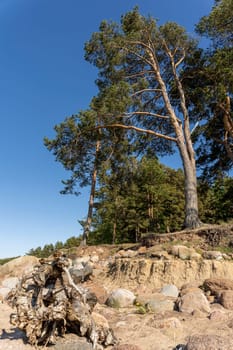 Panorama view of the sea bay and pine forest and blue sky and stones on the sandy shore. Beautiful landscape. Gulf of Finland. Baltic. vertical photo