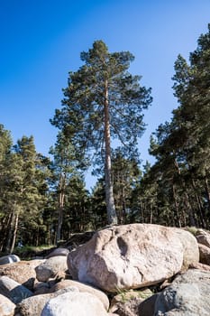 Panorama view of the sea bay and pine forest and blue sky and stones on the sandy shore. Beautiful landscape. Gulf of Finland. Baltic. vertical photo