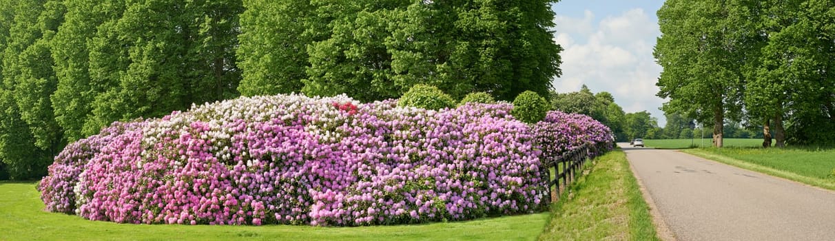 Rhododendron - garden flowers in May.