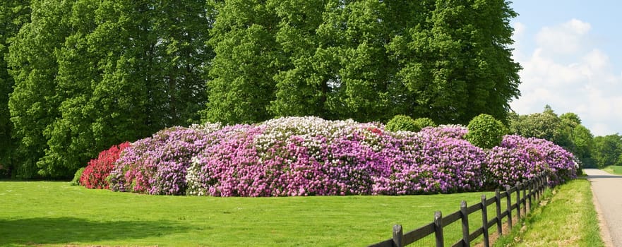 Rhododendron - garden flowers in May.