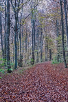 The beauty of autumn. Forest and landscape in the colors of autumn