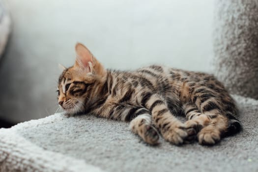 Young cute bengal kitten laying on a soft cat's shelf of a cat's house indoors.