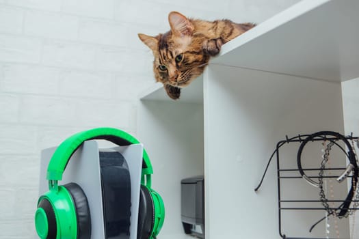 Long-haired charcoal bengal kitty cat laying on the white shelf indoors