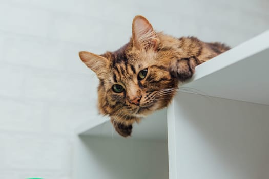 Long-haired charcoal bengal kitty cat laying on the white shelf indoors