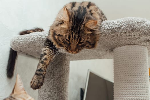 Young cute bengal cat laying on a soft cat's shelf of a cat's house indoors.