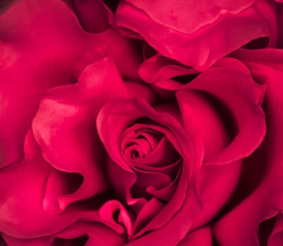 Background of red roses. Macro flowers backdrop for holiday brand design