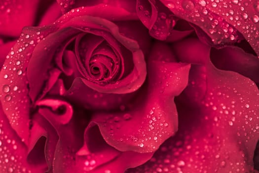 Background of red roses. Macro flowers backdrop for holiday brand design