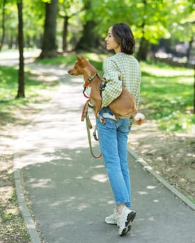 A young beautiful woman holds a dog in her arms for a walk. non-barking african basenji dog