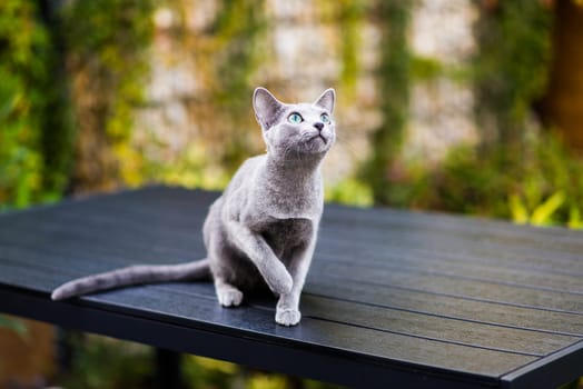 British playful cat on a table outdoors. Gaze, home pet, healthy lifestyle concept.