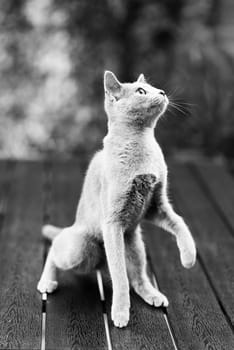 British playful cat on a table outdoors. Gaze, home pet, healthy lifestyle concept.